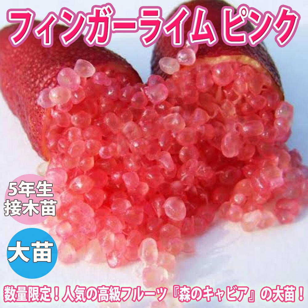 フィンガーライム ピンク【24cmポット果樹 大苗 1鉢】｜ 【植物