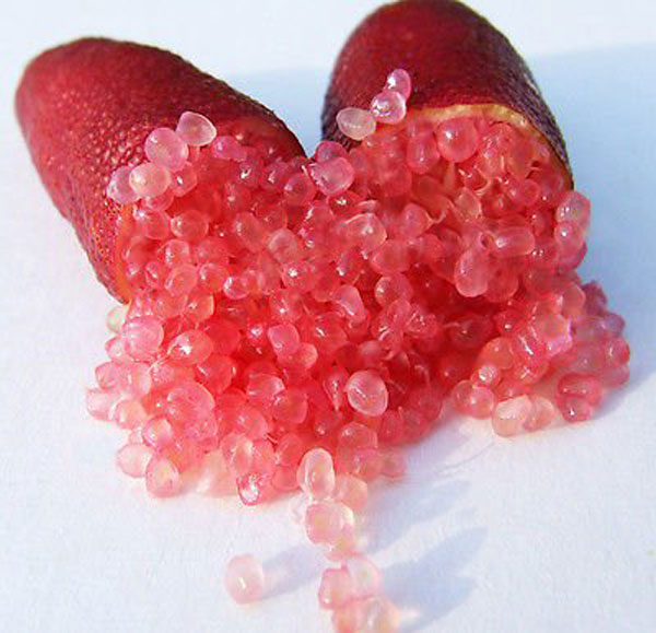 フィンガーライム ピンク 9cmポット苗(挿し木苗)/お買い得2個セット【果樹 二年生挿し木苗】