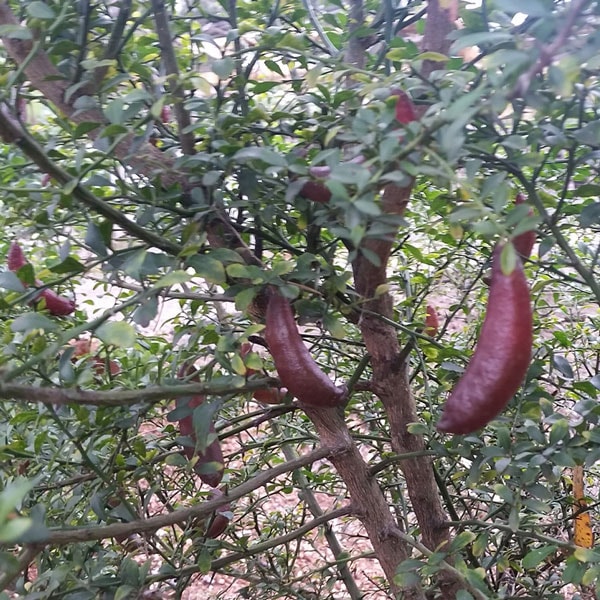 フィンガーライム ピンク 9cmポット苗(挿し木苗)/お買い得2個セット【果樹 二年生挿し木苗】