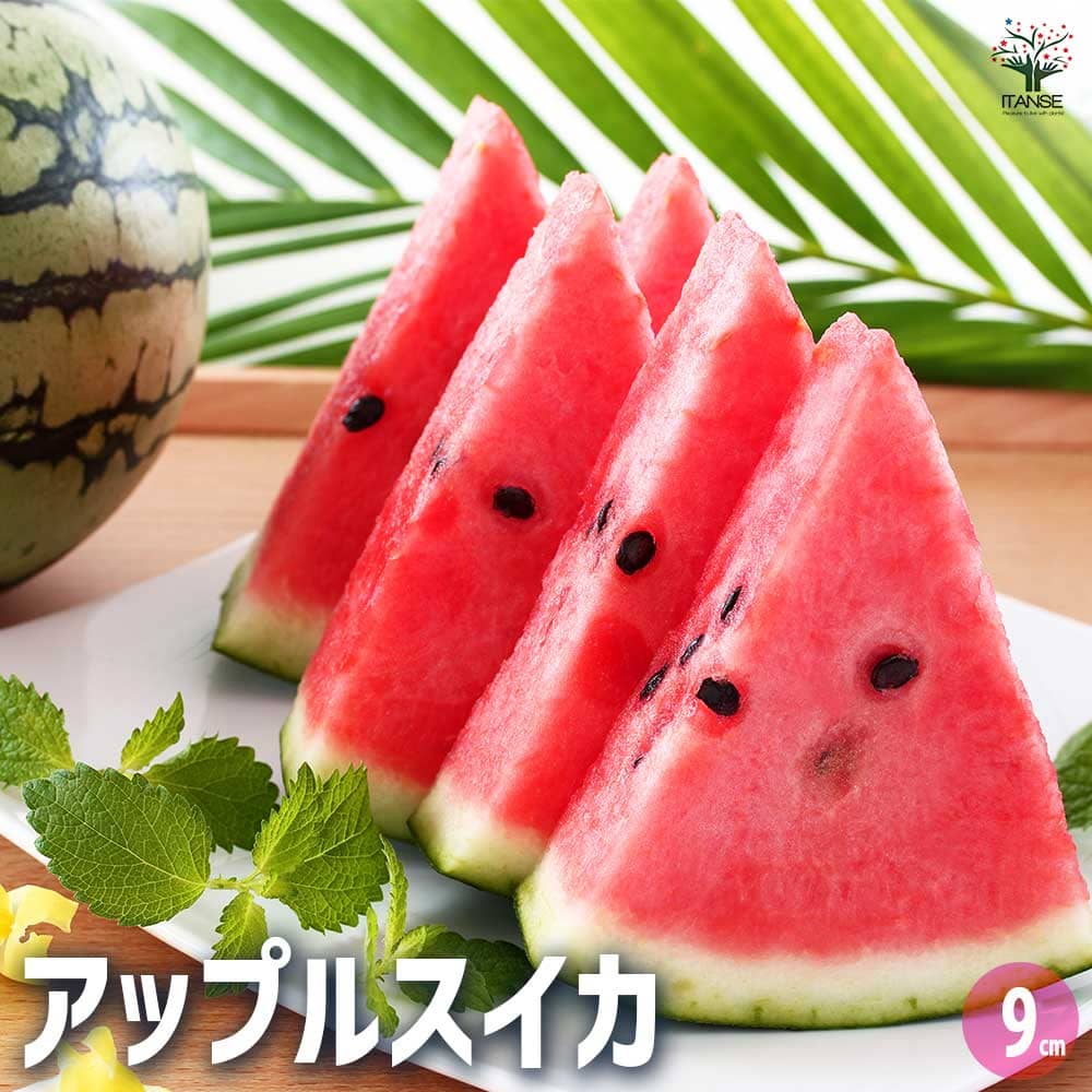 スイカの苗 アップルスイカ 2個～【野菜の苗 9cmポット】