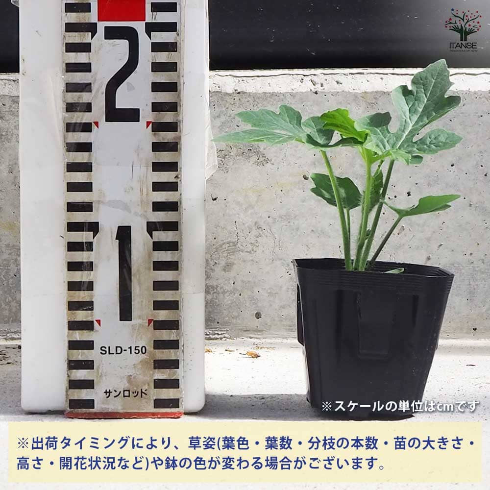 スイカの苗 アップルスイカ 2個～【野菜の苗 9cmポット】
