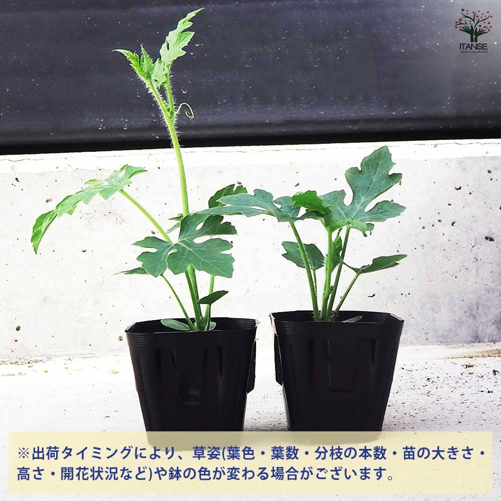 スイカの苗 アップルスイカ 2個～【野菜の苗 9cmポット】