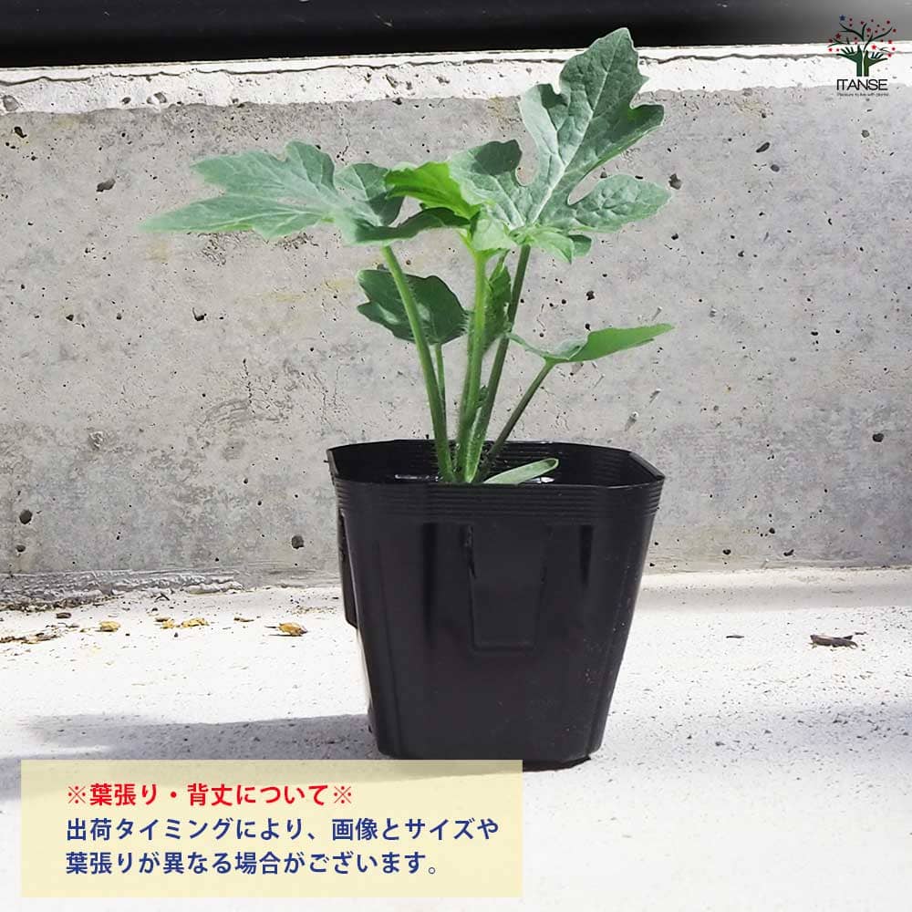 スイカの苗 アップルスイカ 2個～【野菜の苗 9cmポット】