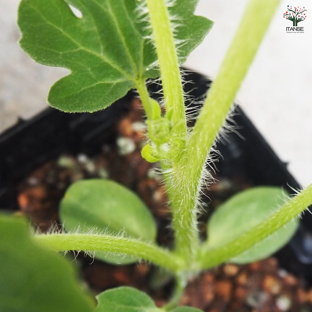 スイカの苗 アップルスイカ 2個～【野菜の苗 9cmポット】