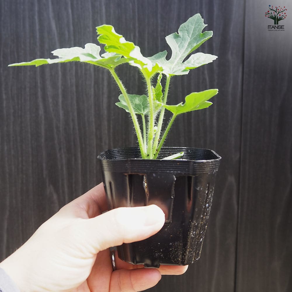 スイカの苗 アップルスイカ 2個～【野菜の苗 9cmポット】