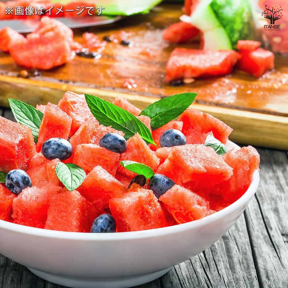 スイカの苗 アップルスイカ 2個～【野菜の苗 9cmポット】