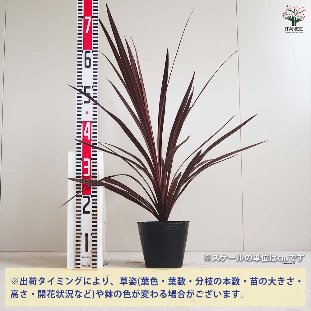 コルディリネ(コルジリネ) レッドスター 【観葉植物 5号ポット／1個売り】