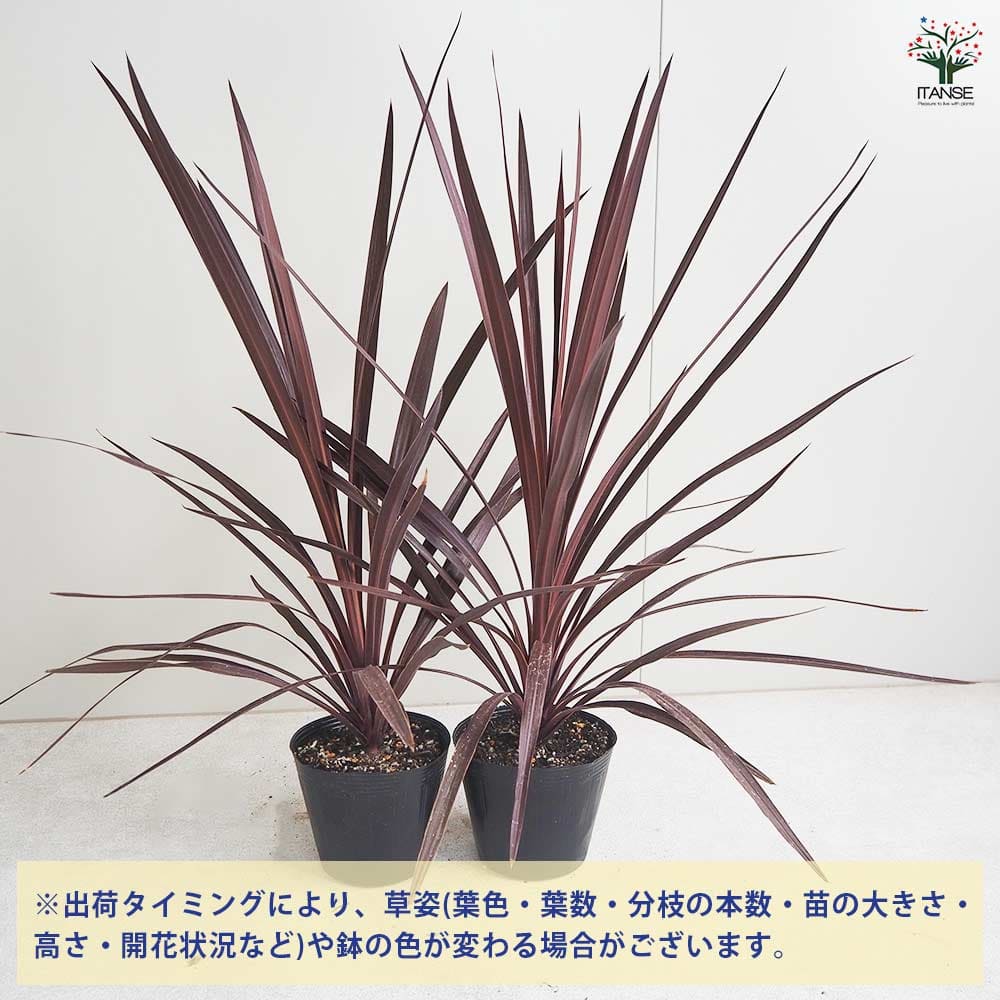 ③株SET‼️ 1番大人気 コルジリネ レッドスター  送料込み 大きなTYPE ③株SET‼️【1番大人気 コルジリネ レッドスター 大きなTYPE