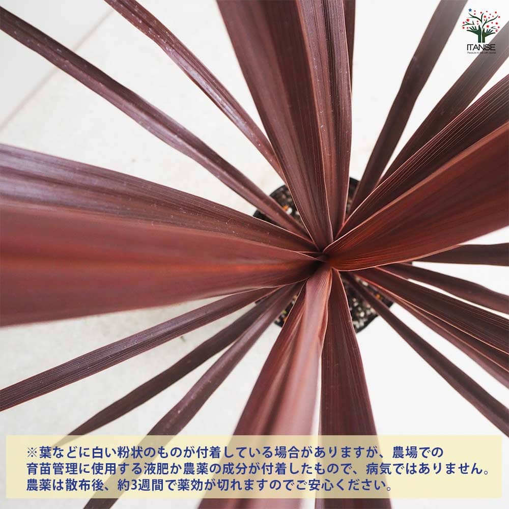 コルディリネ(コルジリネ) レッドスター 【観葉植物 5号ポット／1個売り】