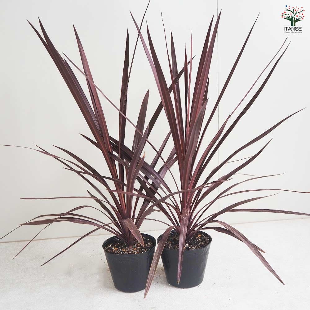 コルディリネ(コルジリネ) レッドスター 【観葉植物 5号ポット／1個売り】