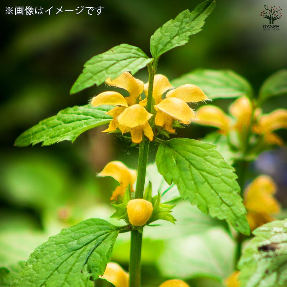 ラミウム ガリオブドロン 【花苗 3号ポット】｜ 【植物のITANSE 