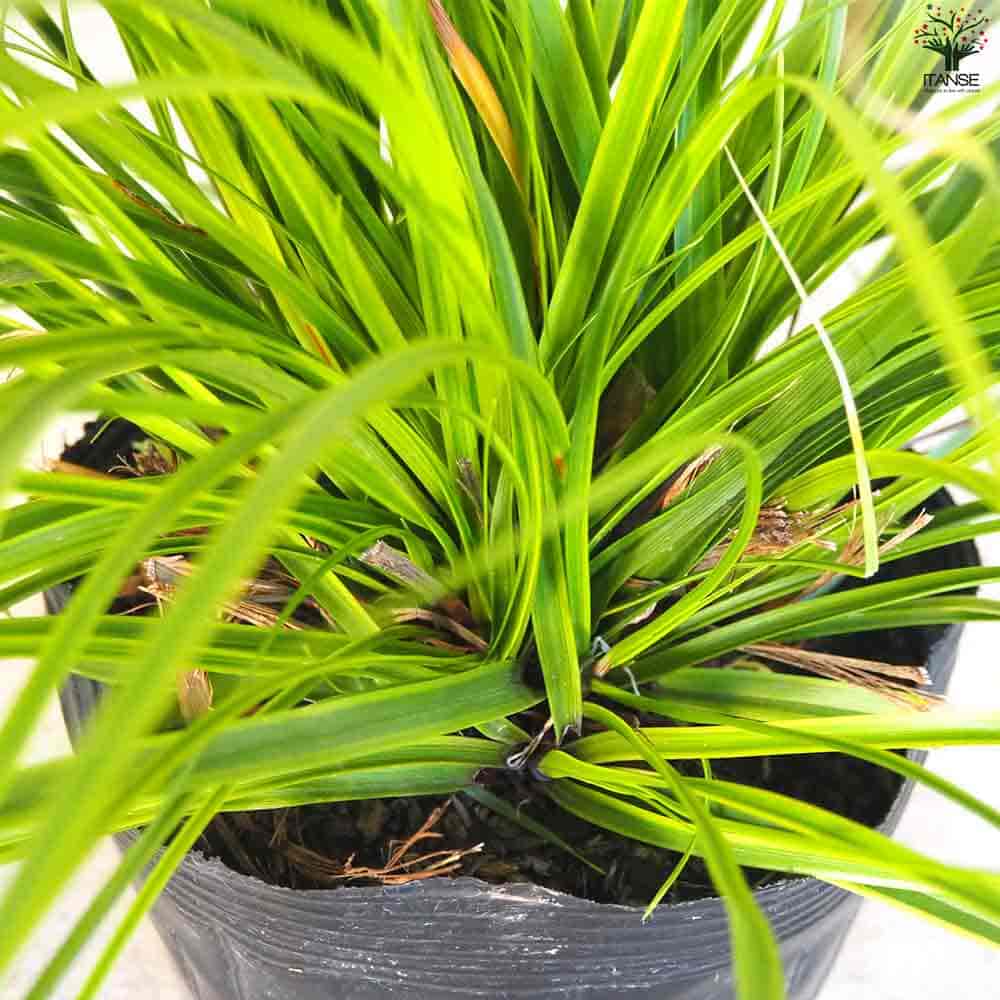 カレックス オシメンシス エヴァーライム 【花苗 5号ポット／1個売り