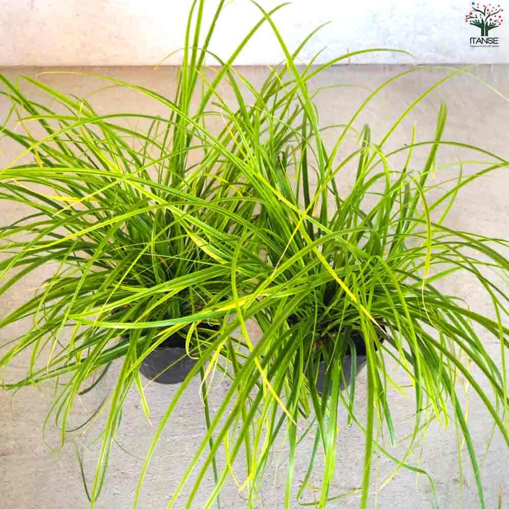 カレックス オシメンシス エヴァーライム 【花苗 5号ポット／1個売り