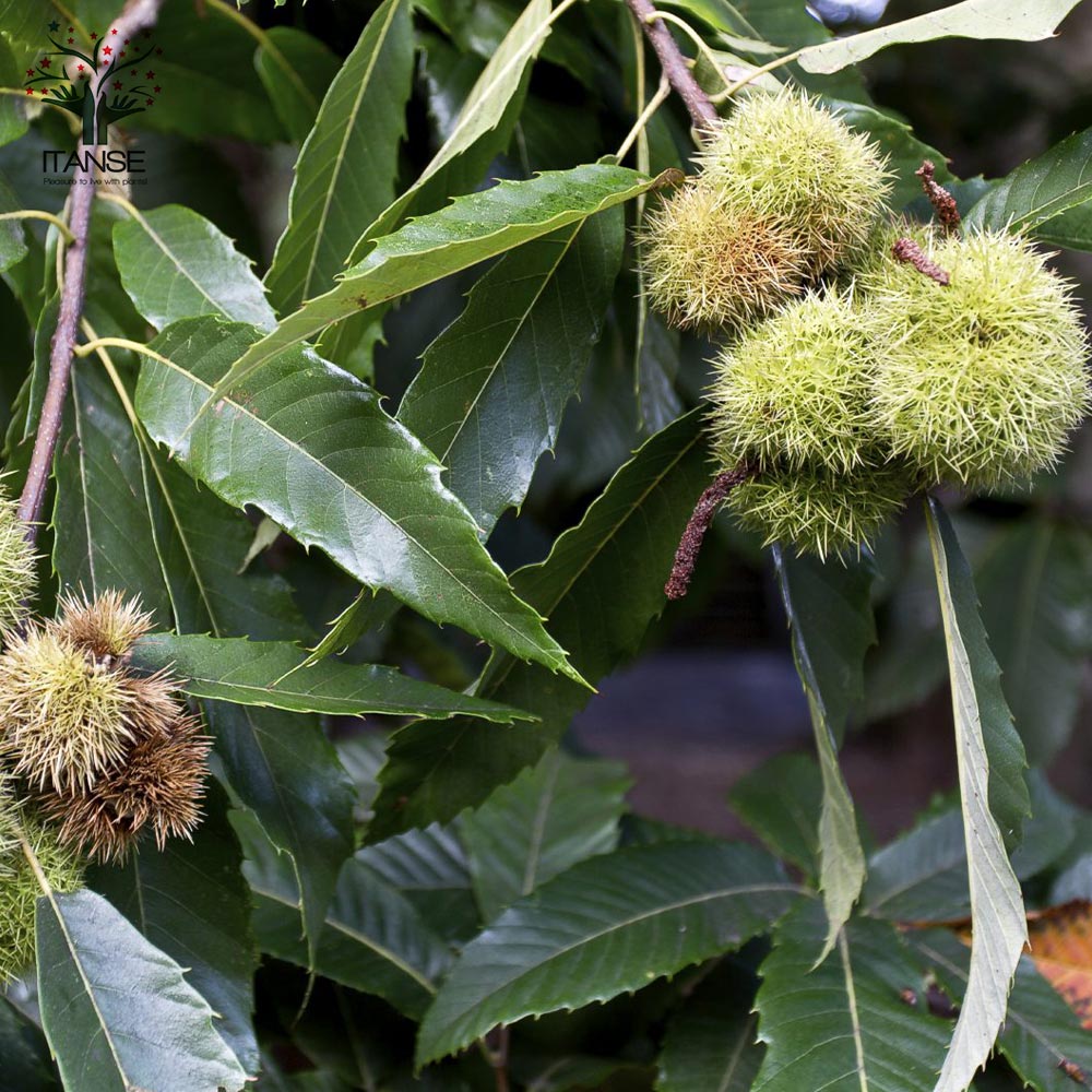 栗の苗木 丹波【果樹苗 2年生 接木苗15cmポット／1個】｜ 【植物の