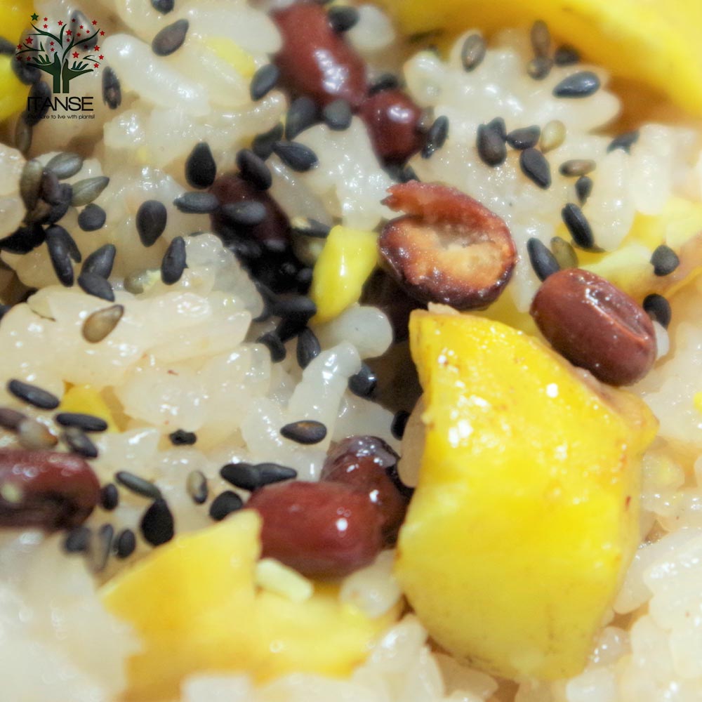 栗の苗木 丹波【果樹苗 2年生 接木苗15cmポット／1個】