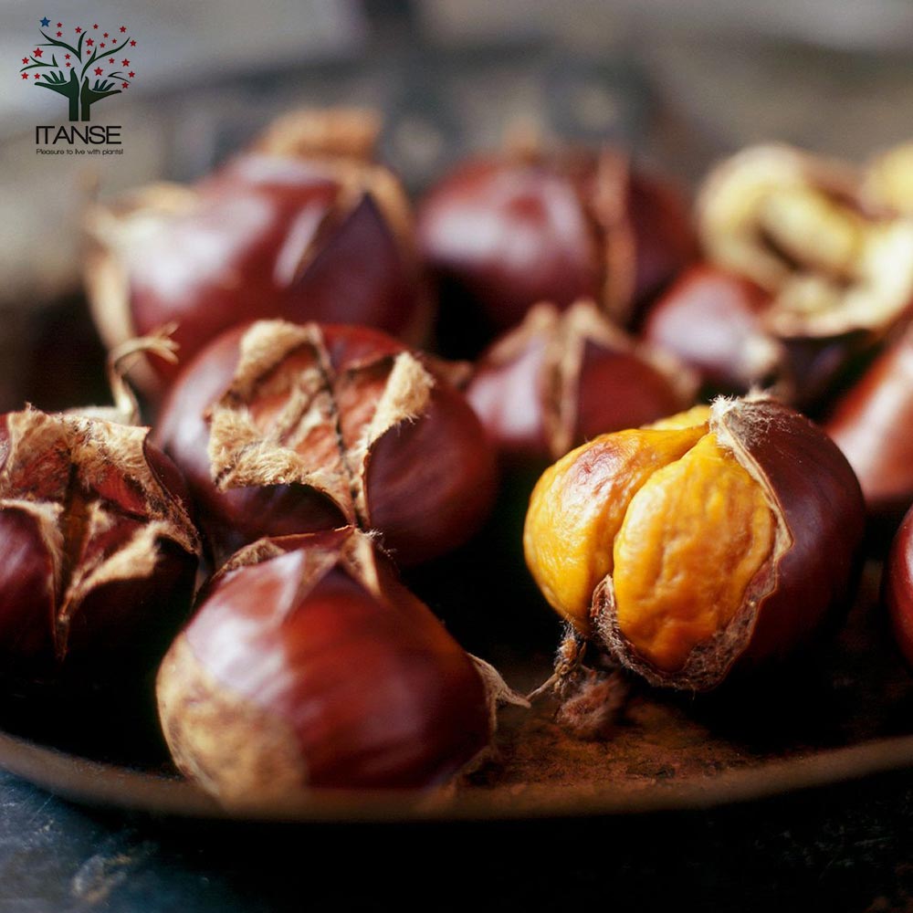 栗の苗木 丹波【果樹苗 2年生 接木苗15cmポット／1個】