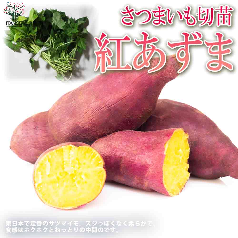 専用出品さつまいも苗ウイルスフリー紅あずま500本 さつまいも苗ウイルスフリー紅あずま500本 さつまいも苗ウイルス