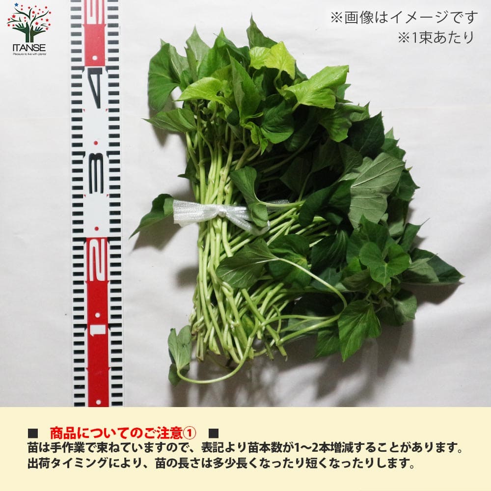 さつまいも切苗 品種:紅あずま【野菜の苗/切苗(約25本/束)】