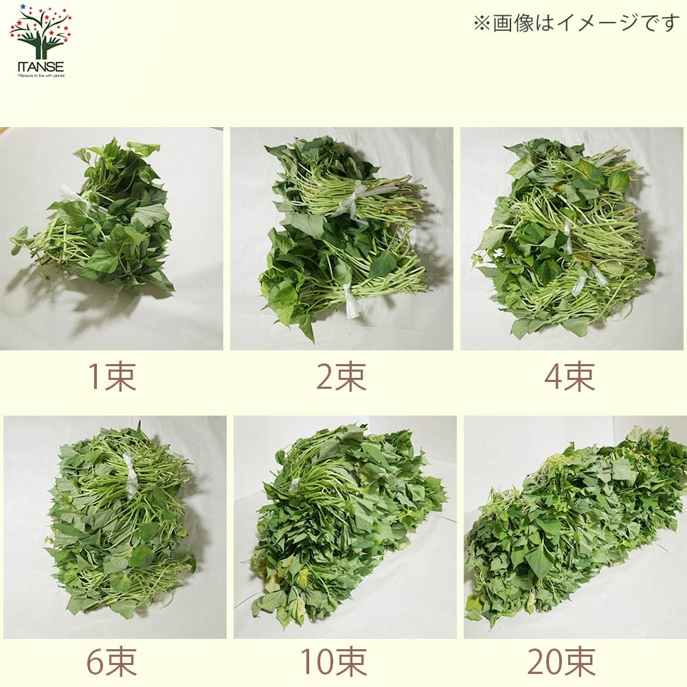さつまいも切苗 品種:紅あずま【野菜の苗/切苗(約25本/束)】