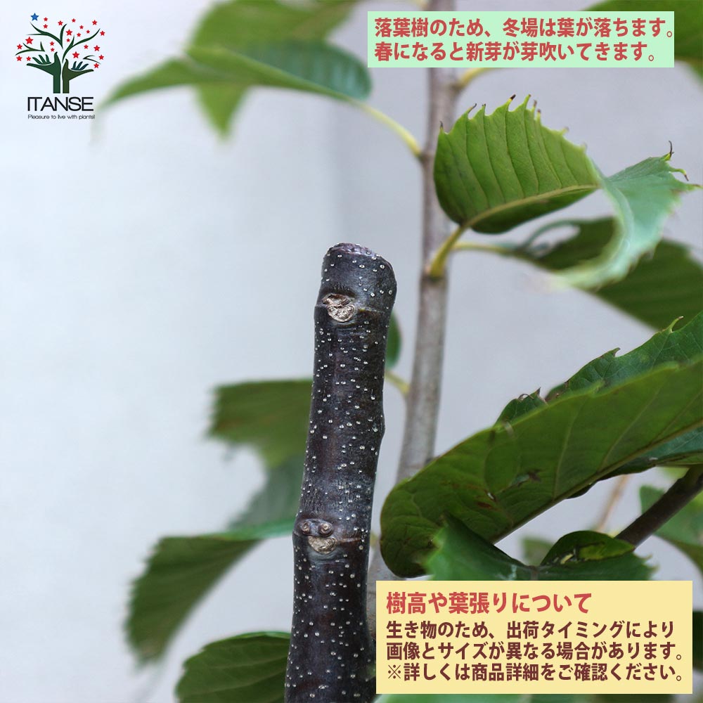 栗の苗木 丹波【果樹苗 2年生 接木苗15cmポット／1個】