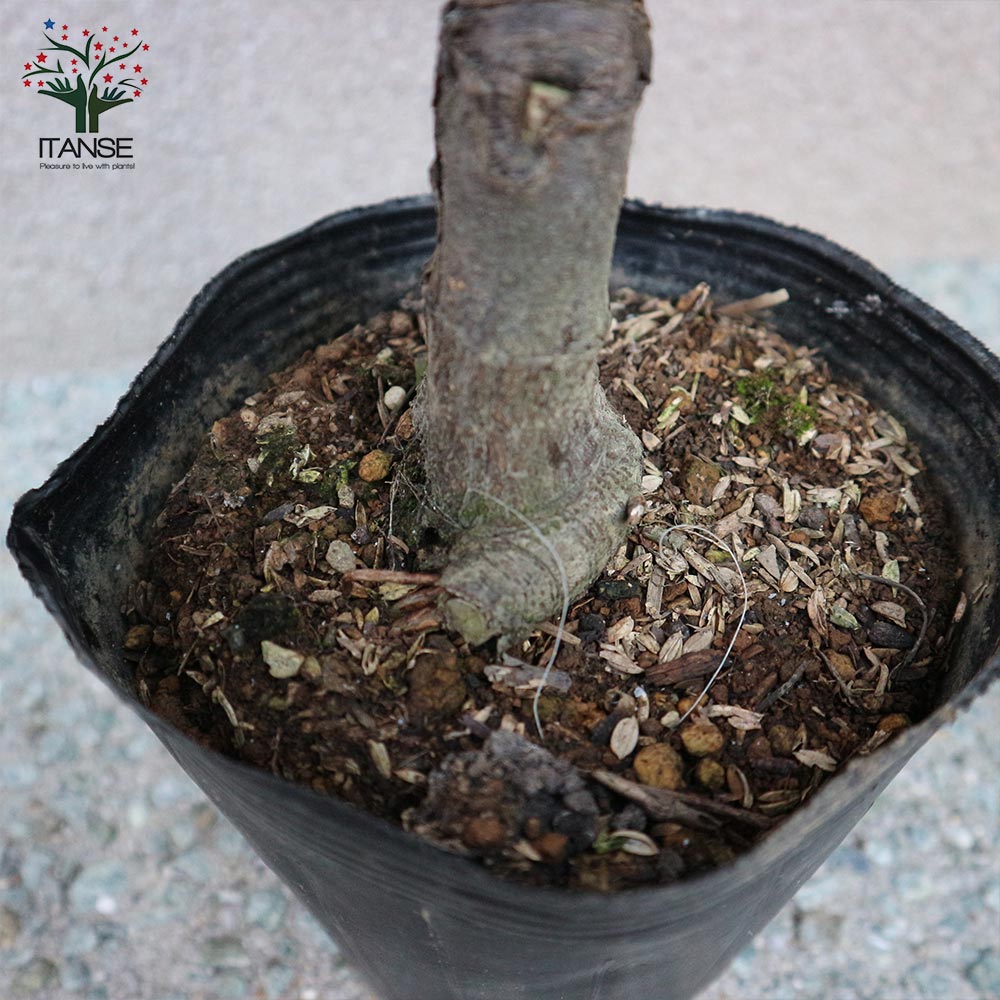 栗の苗木 丹波【果樹苗 2年生 接木苗15cmポット／1個】