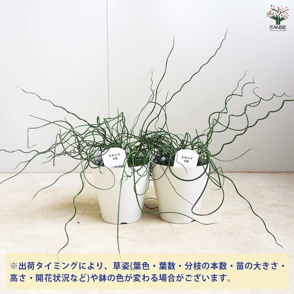 ラセンイ 【観葉植物 4号】