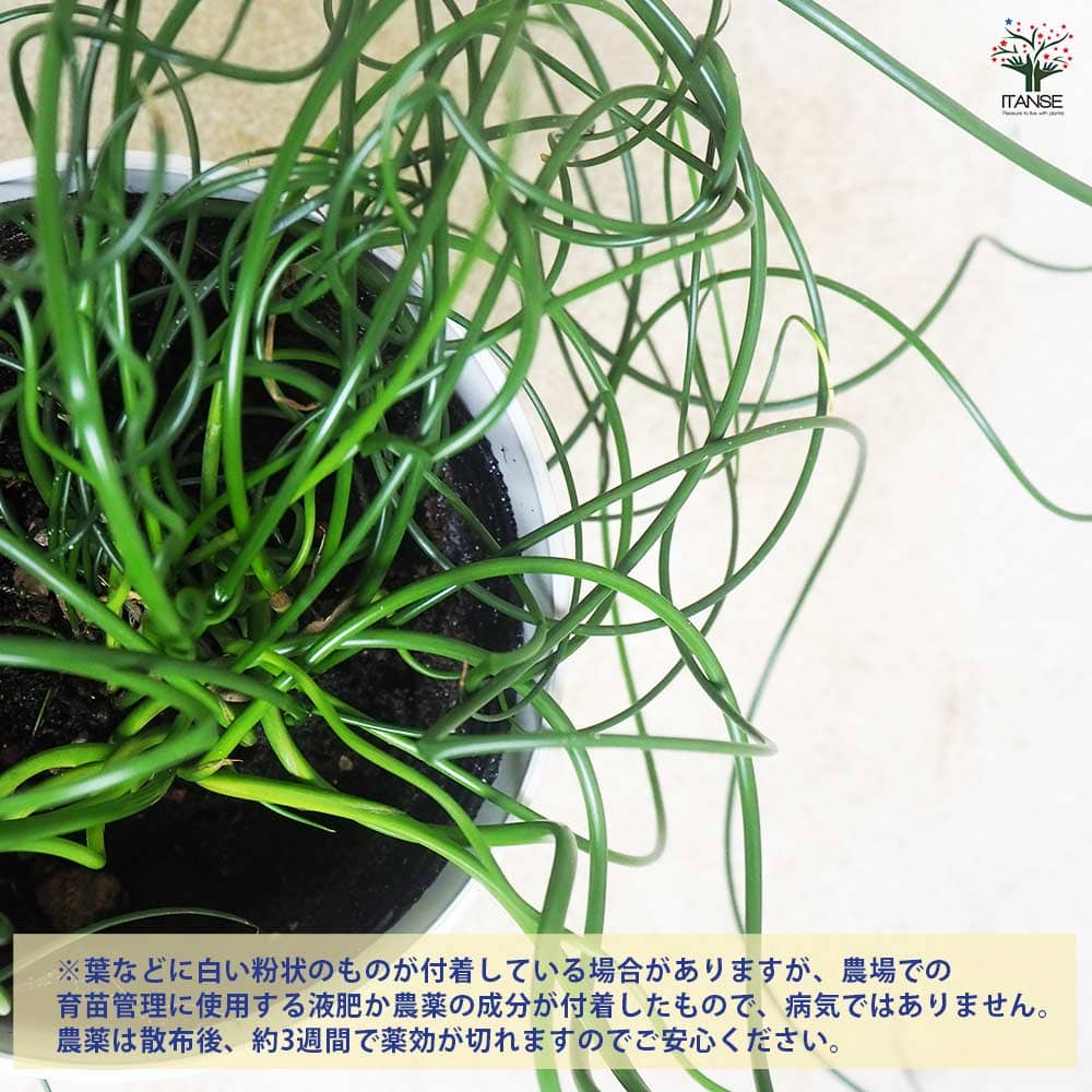 ラセンイ 【観葉植物 4号】