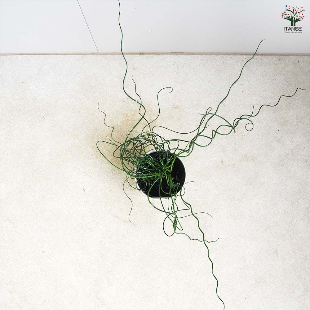 ラセンイ 【観葉植物 4号】