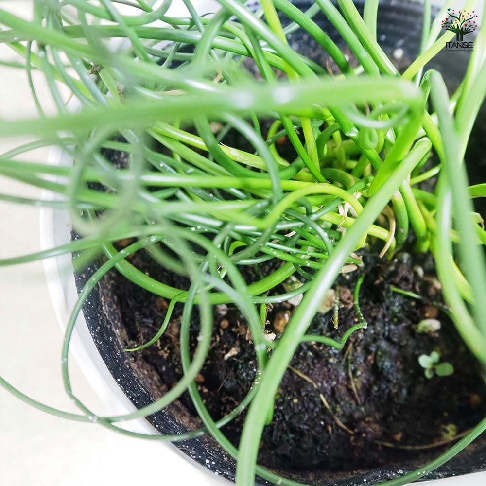 ラセンイ 【観葉植物 4号】