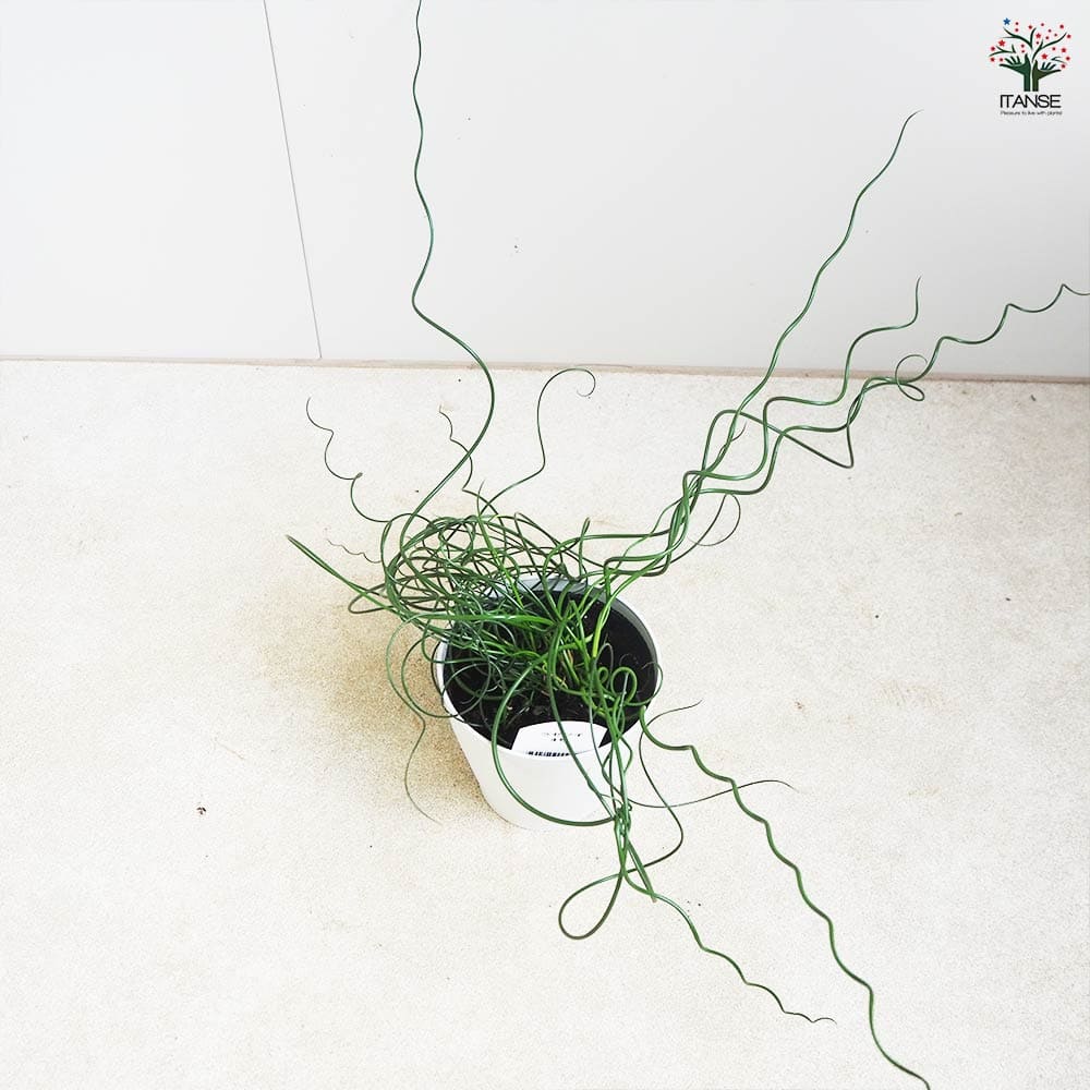 ラセンイ 【観葉植物 4号】