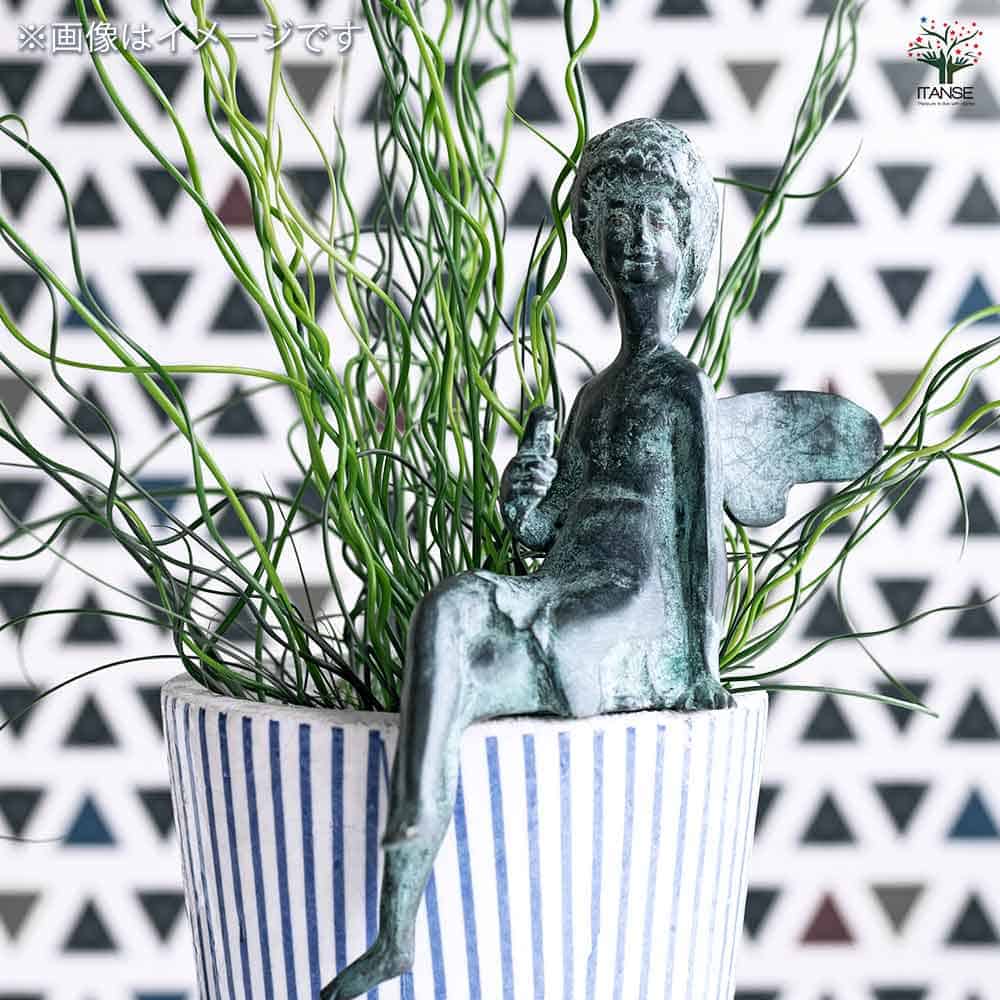 ラセンイ 【観葉植物 4号】