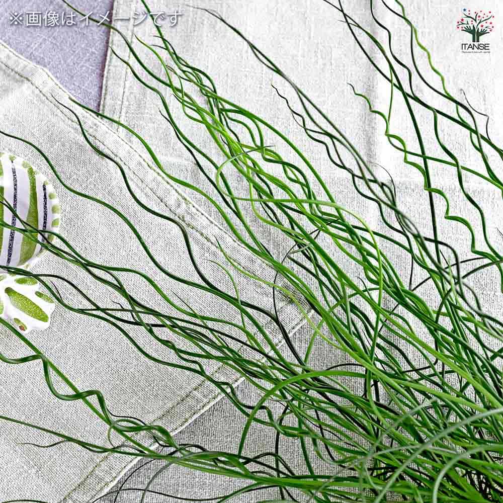 ラセンイ 【観葉植物 4号】