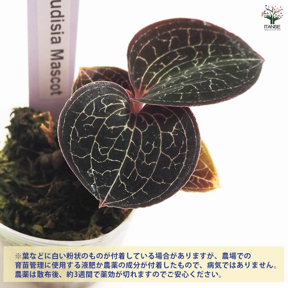 観葉植物 マコデス マスコット 【観葉植物 2号】｜ 【植物の