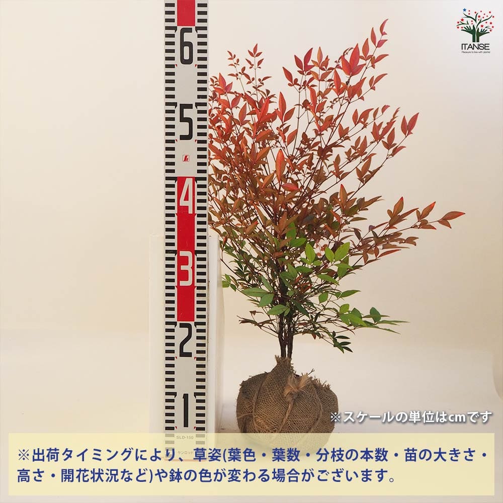 南天 根巻き 【花木苗 4.5号ポット／1個売り】