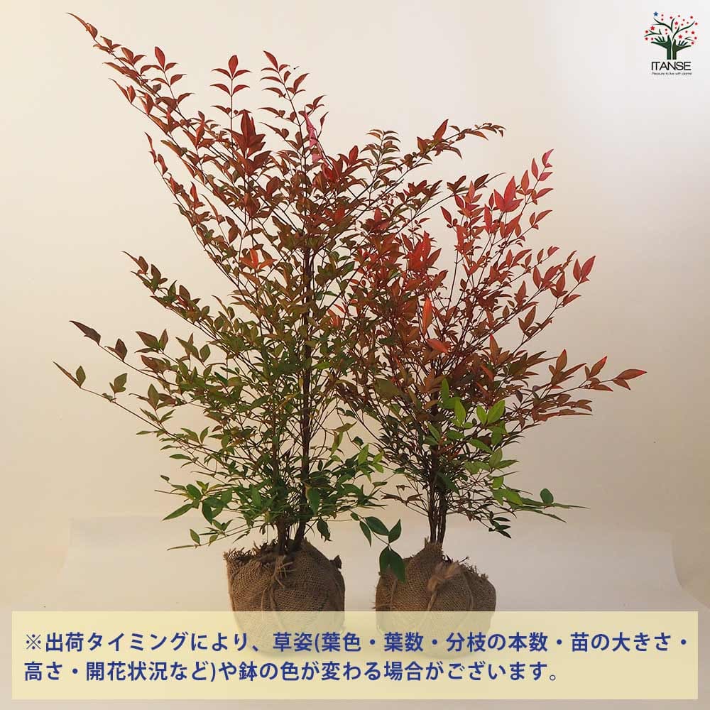 南天 根巻き 【花木苗 4.5号ポット／1個売り】