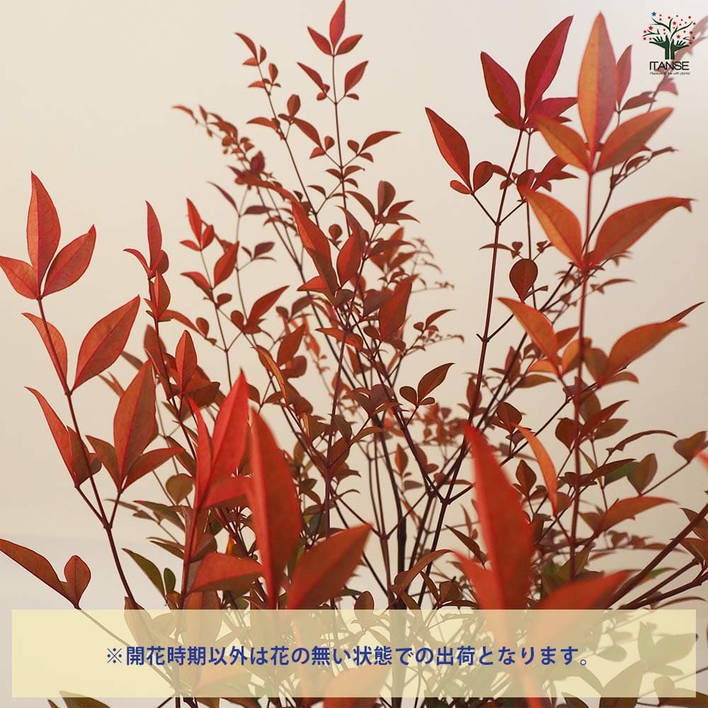 南天 根巻き 【花木苗 4.5号ポット／1個売り】