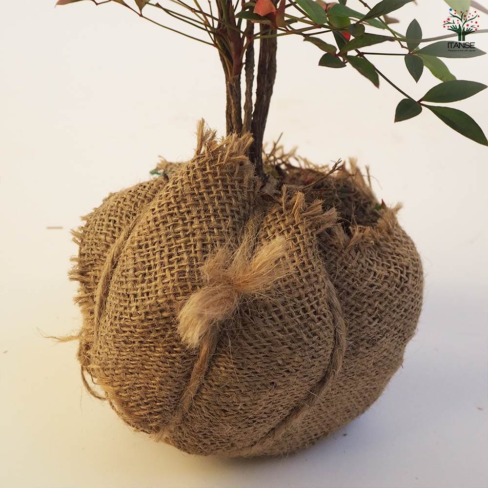 南天 根巻き 【花木苗 4.5号ポット／1個売り】