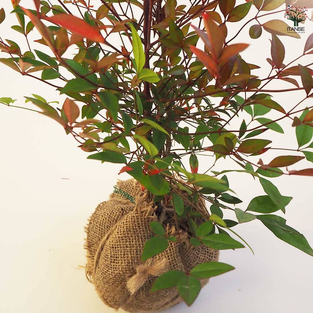 南天 根巻き 【花木苗 4.5号ポット／1個売り】