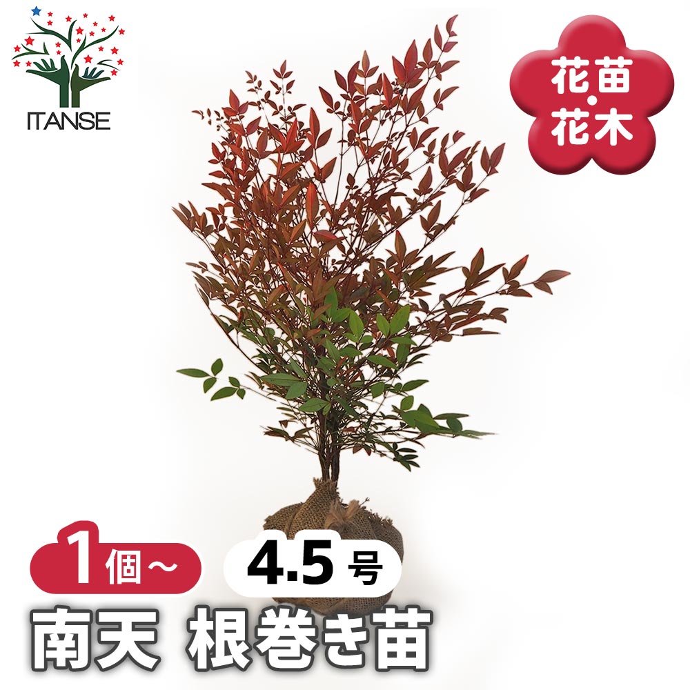 南天 根巻き 【花木苗 4.5号ポット／1個売り】