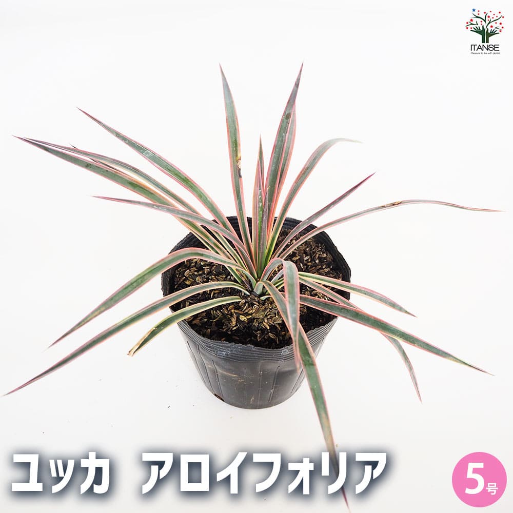 観葉植物 ユッカ アロイフォリア 【観葉植物 5号／1個売り】