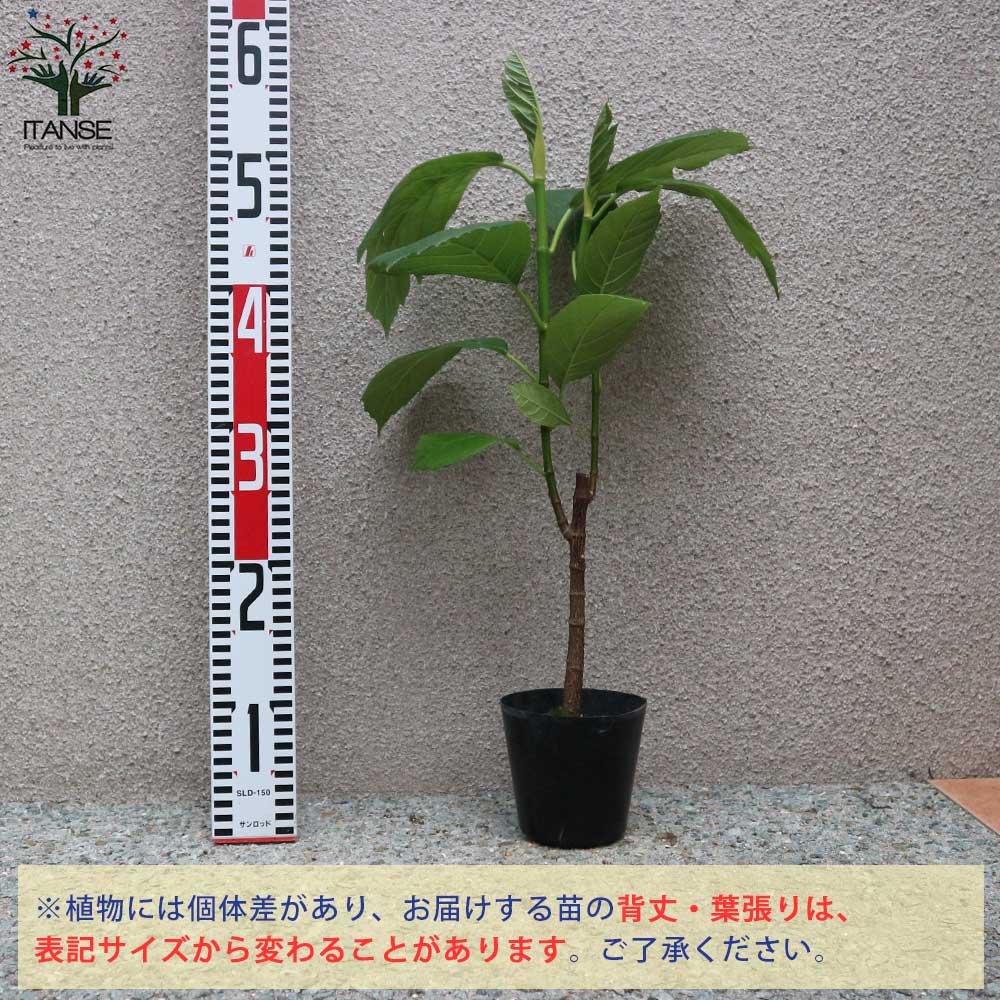 Itanse良品ｾﾚｸﾄ通販