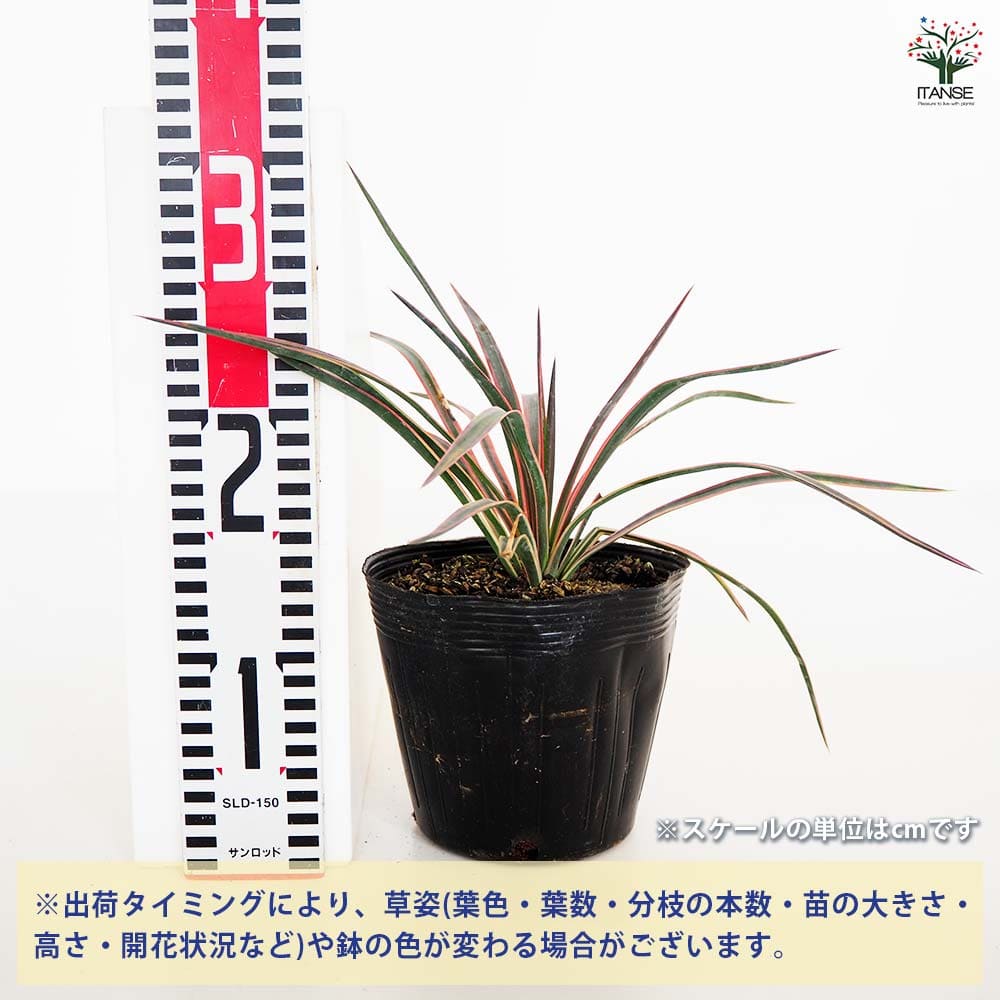 ユッカ　アロイフォリア#2437 楽天市場】ユッカ アロイフォリアの通販