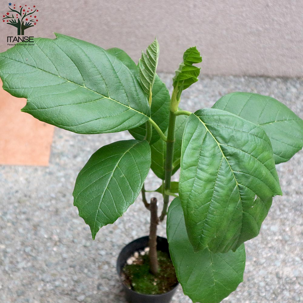 Itanse良品ｾﾚｸﾄ通販