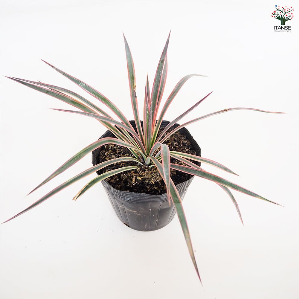 観葉植物 ユッカ アロイフォリア 【観葉植物 5号／1個売り】