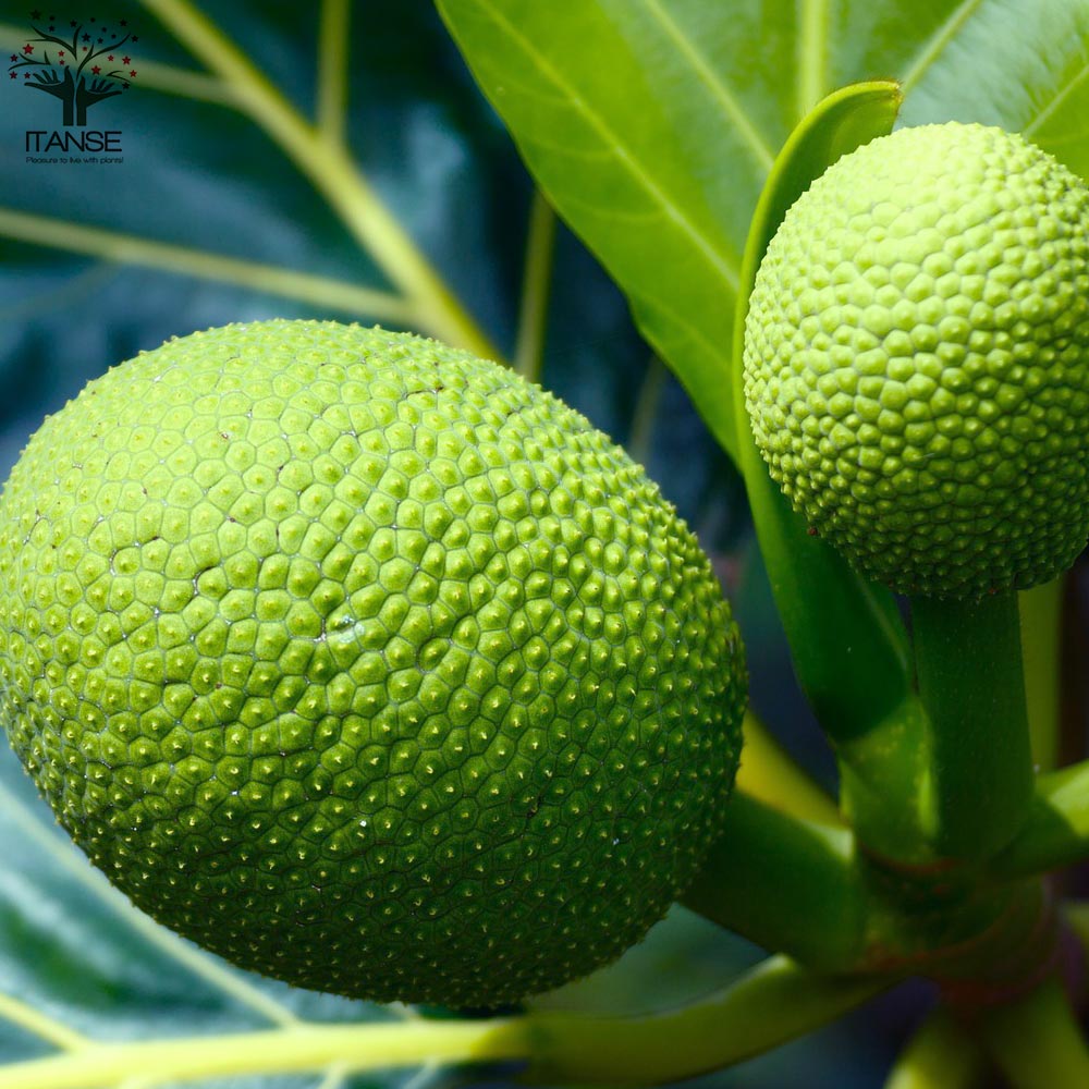 Itanse良品ｾﾚｸﾄ通販