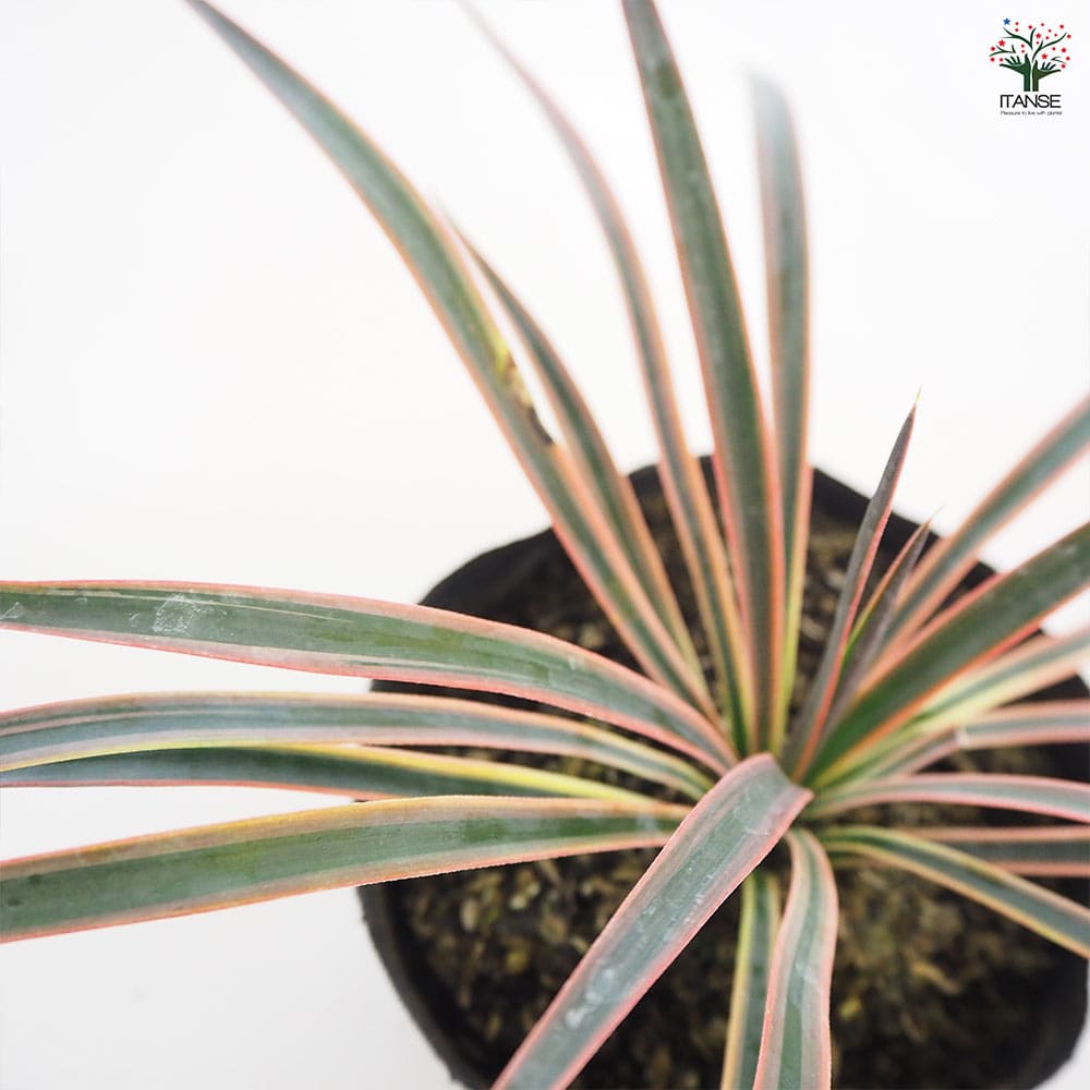 観葉植物 ユッカ アロイフォリア 【観葉植物 5号／1個売り】