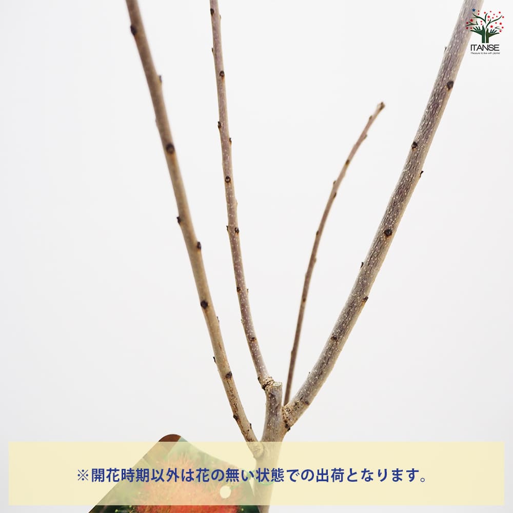 スモークツリー ベルベットクローク 【花木苗 6号／1個売り】｜ 【植物