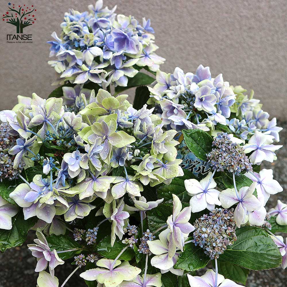 Itanse良品ｾﾚｸﾄ通販