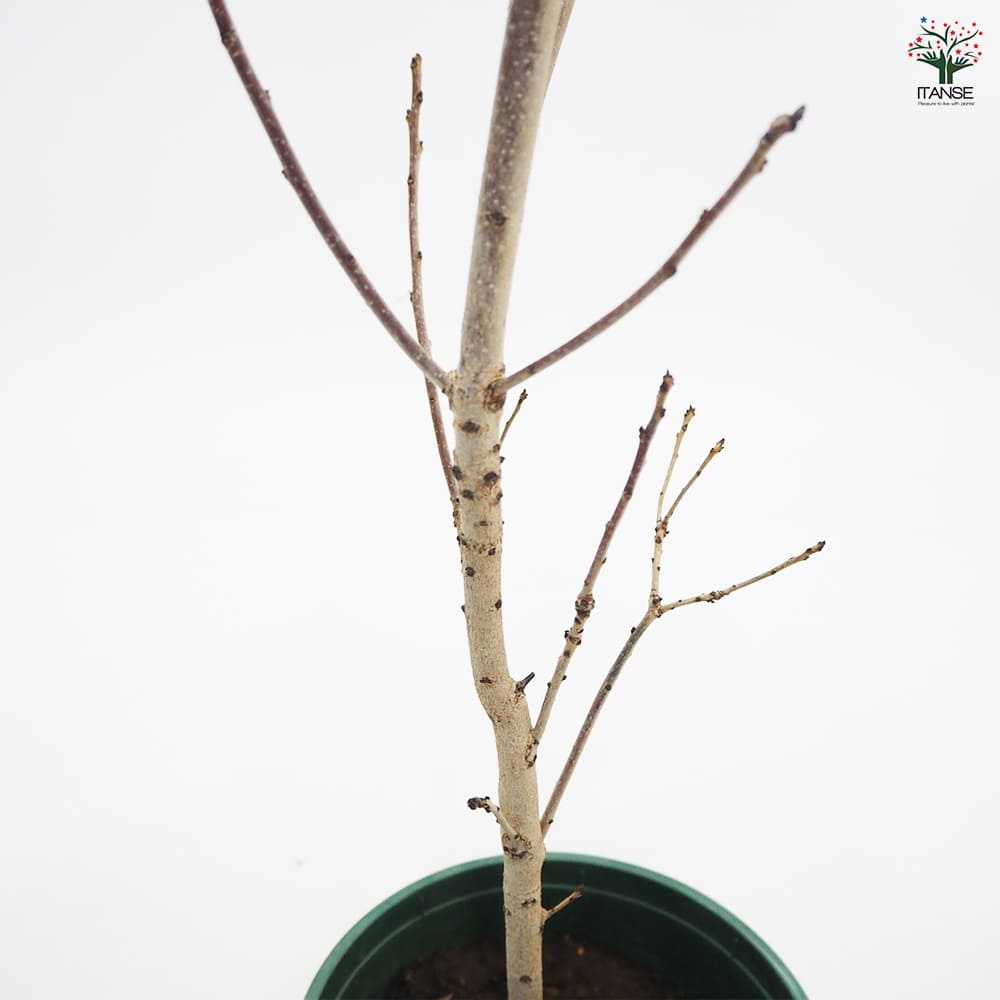 スモークツリー ベルベットクローク 【花木苗 6号／1個売り】｜ 【植物