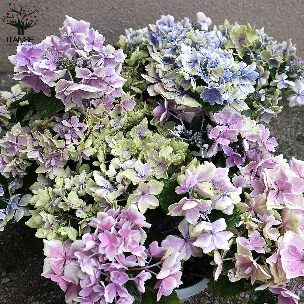 Itanse良品ｾﾚｸﾄ通販